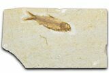 Detailed Fossil Fish (Knightia) - Wyoming #345447-1
